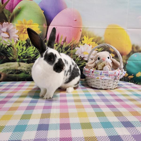 Valka, Adoptable, Adult Female New Zealand.