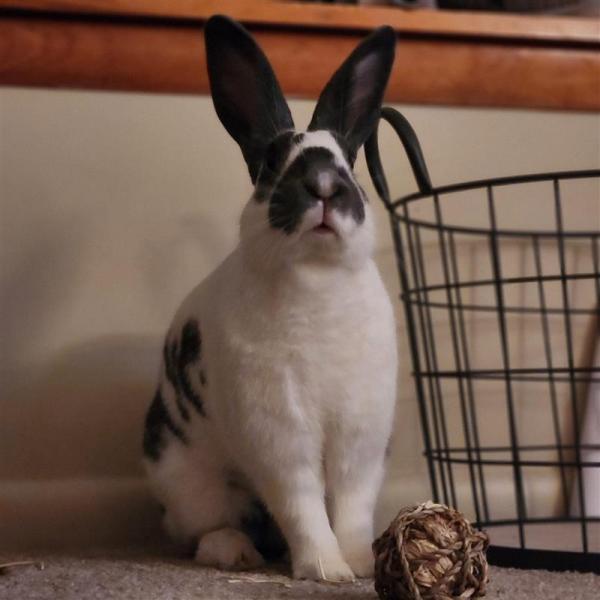 Enlarge Valka, a Adoptable New Zealand in Kalamazoo, MI image 2/6