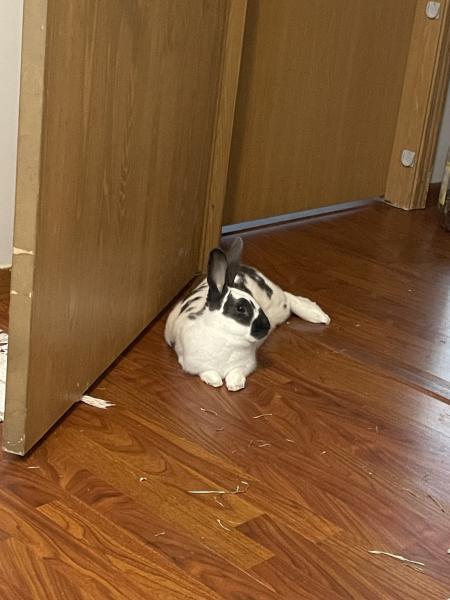 Enlarge Valka, a Adoptable New Zealand in Kalamazoo, MI image 3/6