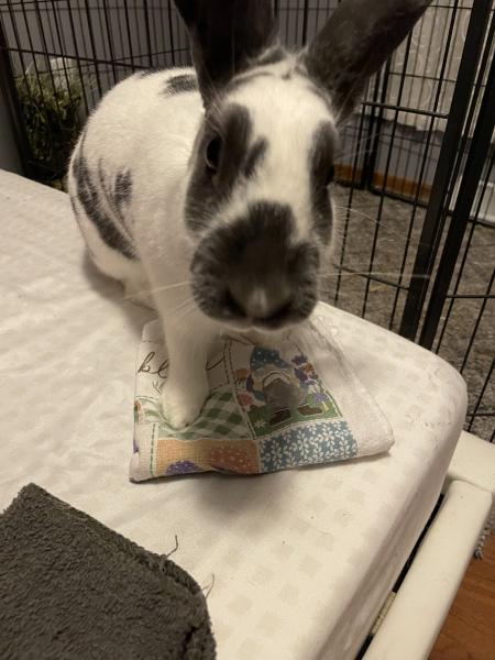 Enlarge Valka, a Adoptable New Zealand in Kalamazoo, MI image 4/6