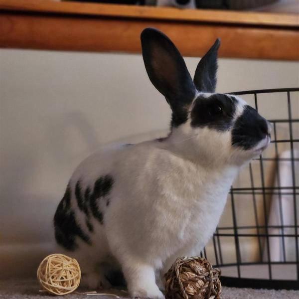 Enlarge Valka, a Adoptable New Zealand in Kalamazoo, MI image 5/6