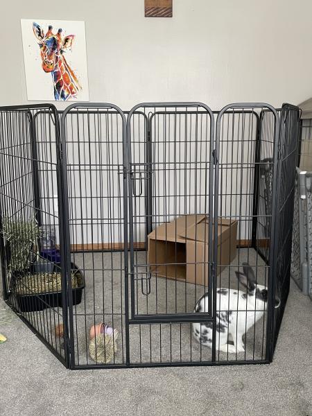 Enlarge Valka, a Adoptable New Zealand in Kalamazoo, MI image 6/6