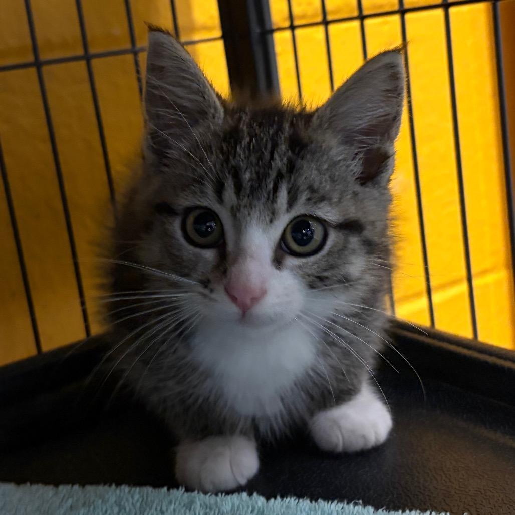 Porthos, Adoptable, Kitten Male Domestic Short Hair.