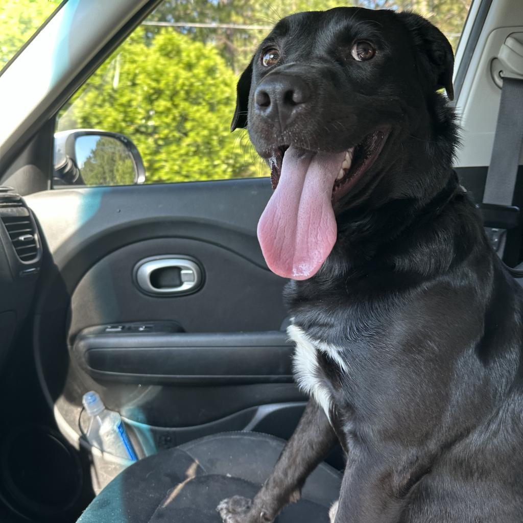 Enlarge Joey 25842, a Adoptable Mixed Breed in Middleburg, FL image 1/2