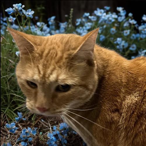 Little Julius-Big Heart, a Adoptable Domestic Short Hair in Laurel, MD image 5/6