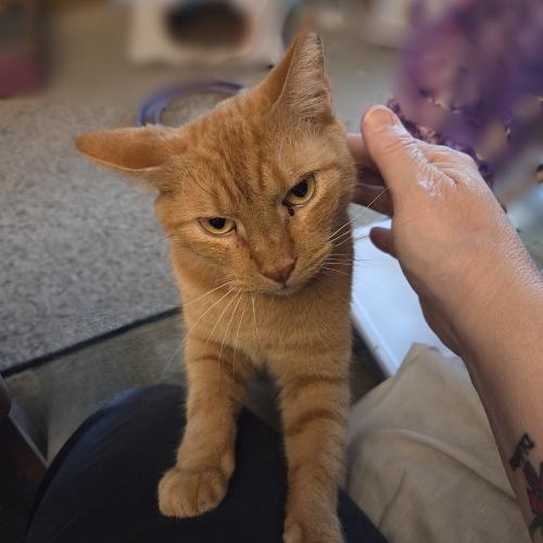 Little Julius-Big Heart, a Adoptable Domestic Short Hair in Laurel, MD image 4/6