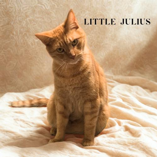 Little Julius-Big Heart, Adoptable, Adult Male Domestic Short Hair.