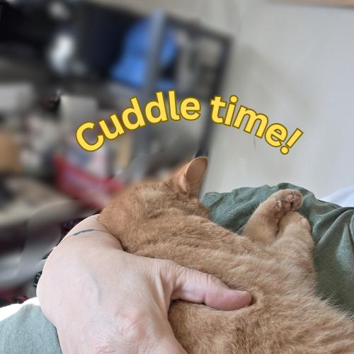 Little Julius-Big Heart, a Adoptable Domestic Short Hair in Laurel, MD image 3/6