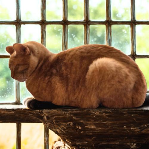 Little Julius-Big Heart, a Adoptable Domestic Short Hair in Laurel, MD image 6/6