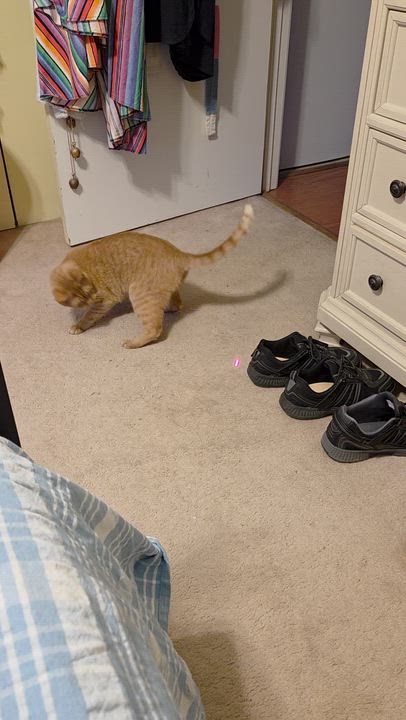 Enlarge Little Julius-Big Heart, a Adoptable Domestic Short Hair in Laurel, MD video 2/6