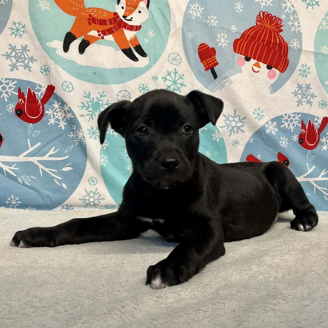 Enlarge Grommet - From the Fastener 11, a Adoptable mixed breed in Kentwood, MI image 4/5