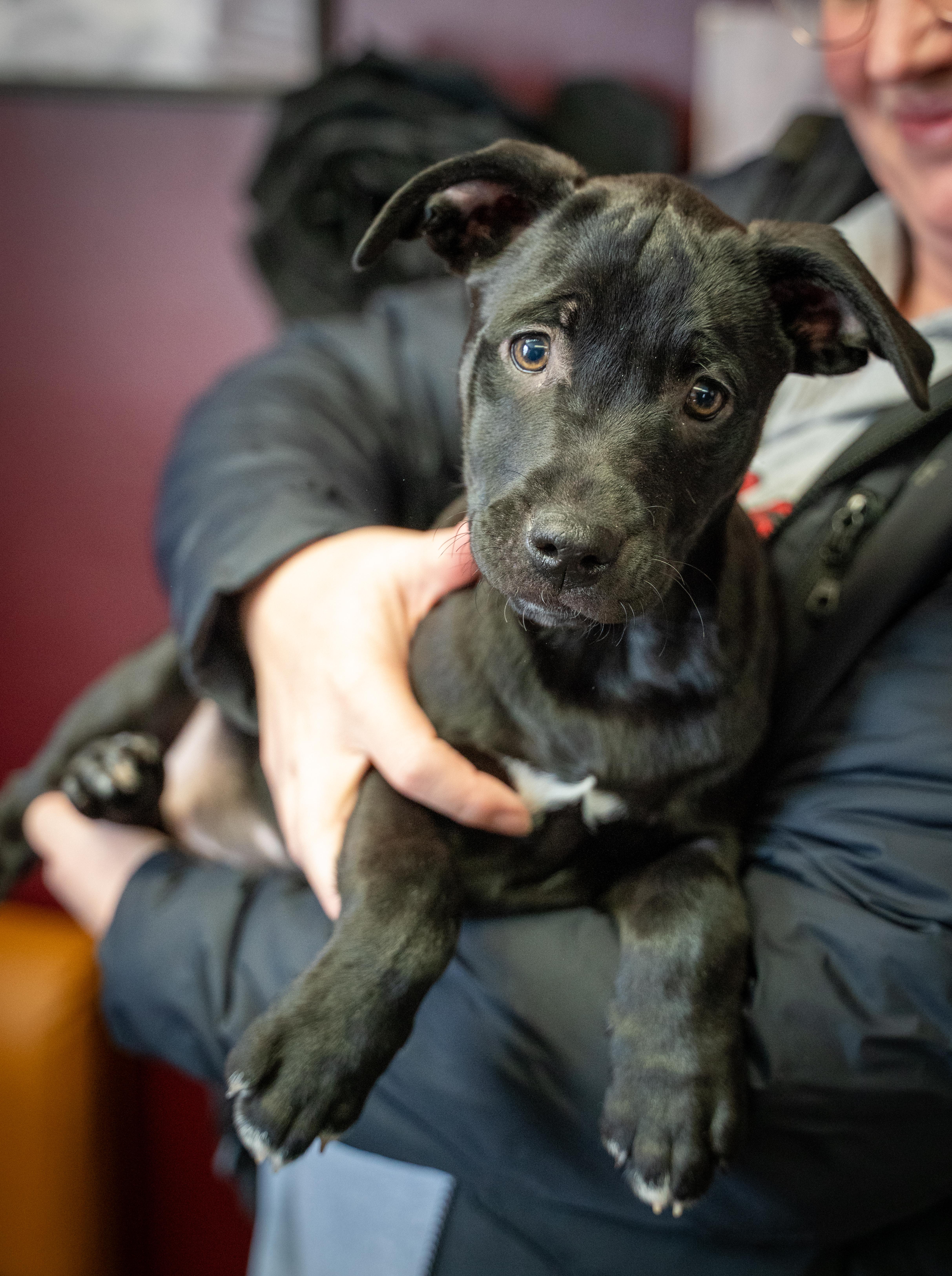Grommet - From the Fastener 11, Adoptable, Puppy Male Retriever & Pit Bull Terrier.