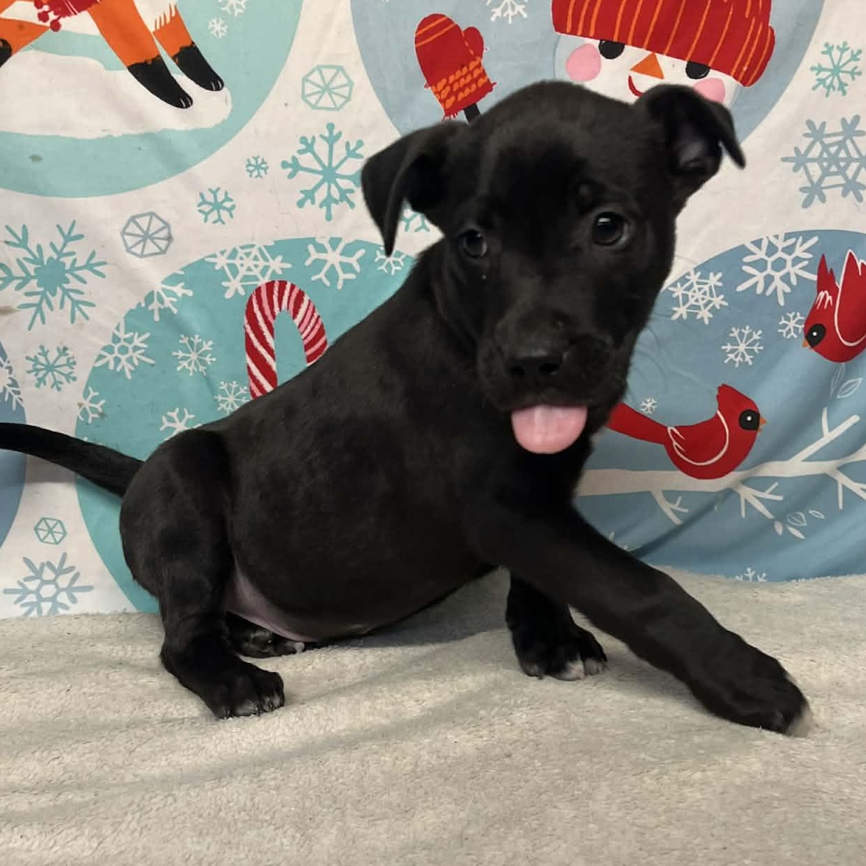 Enlarge Grommet - From the Fastener 11, a Adoptable mixed breed in Kentwood, MI image 3/5