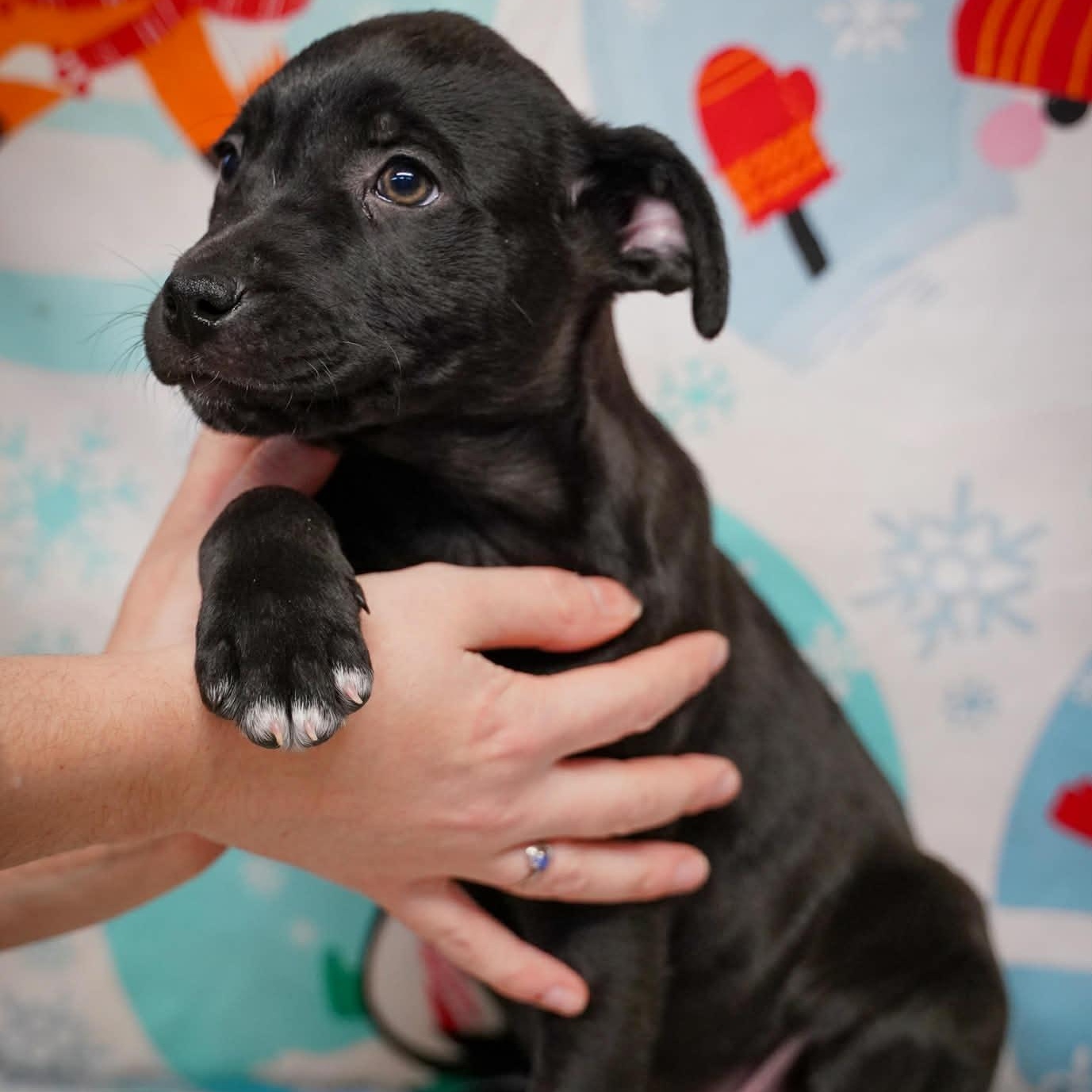 Enlarge Grommet - From the Fastener 11, a Adoptable mixed breed in Kentwood, MI image 5/5