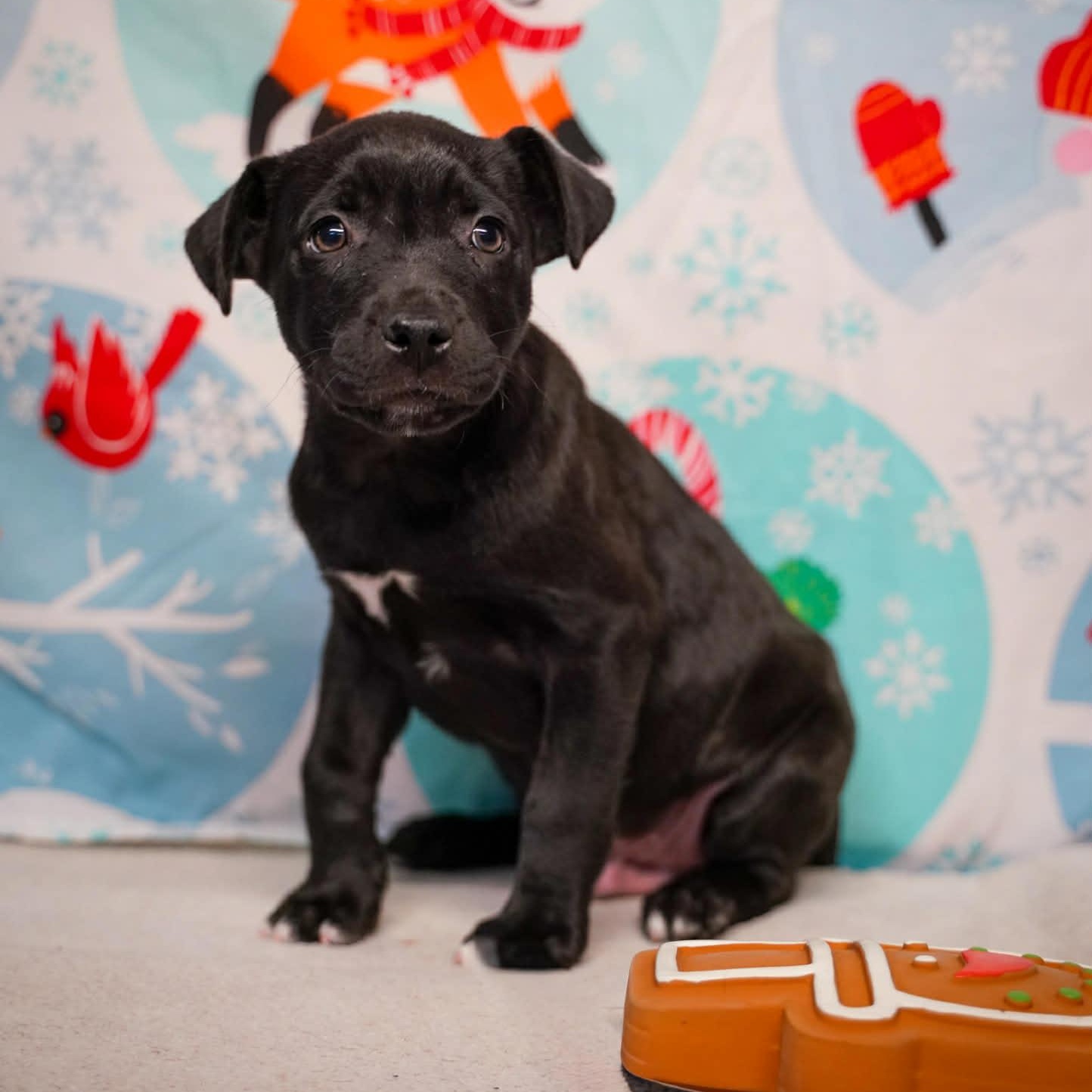 Enlarge Grommet - From the Fastener 11, a Adoptable mixed breed in Kentwood, MI image 2/5