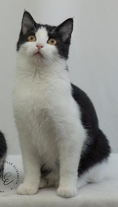 Robin, Adoptable, Young Female Domestic Short Hair.