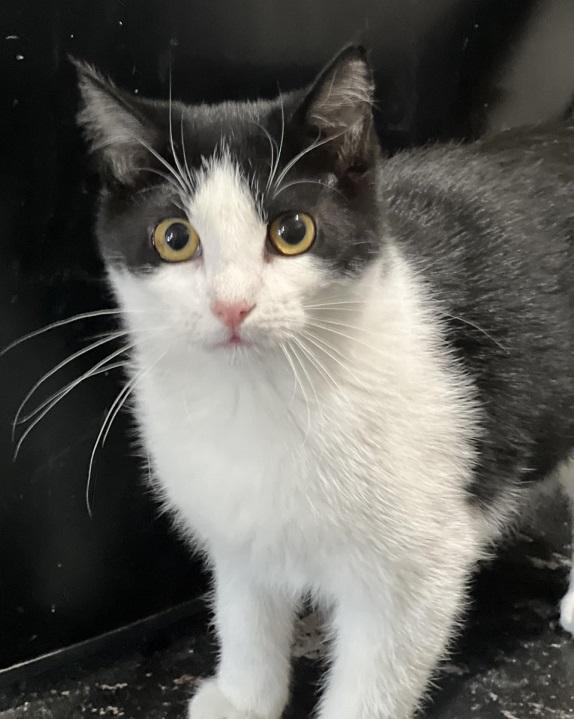 Robin, Adoptable, Young Female Domestic Short Hair.