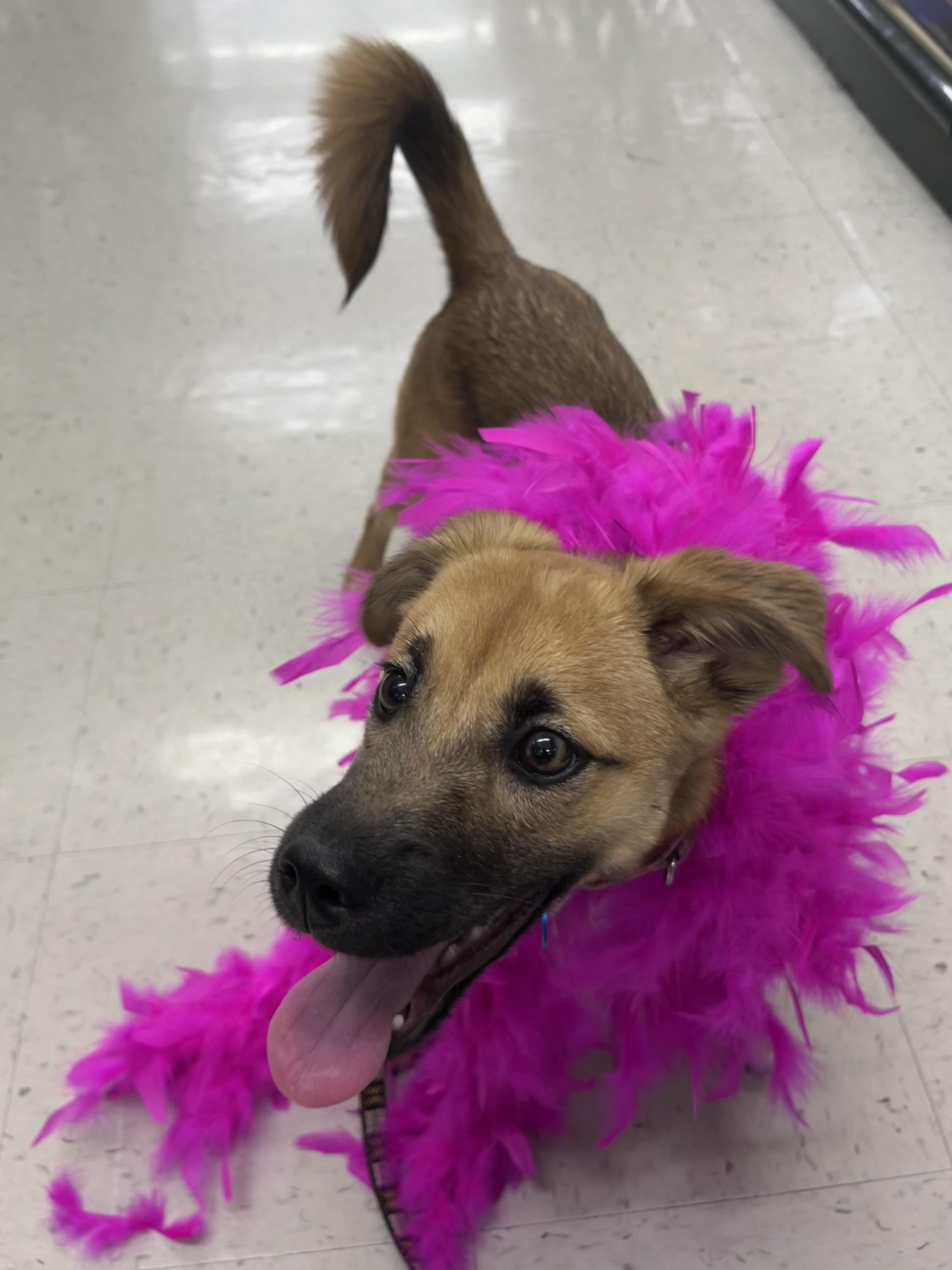 Enlarge Cortina, a Adoptable mixed breed in Pasadena, CA image 5/6