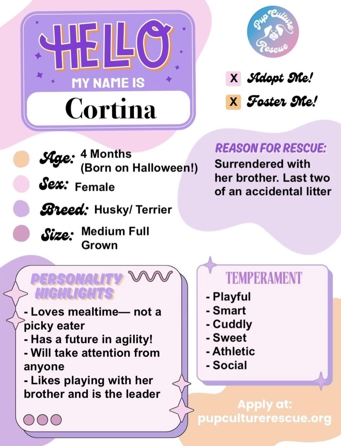 Enlarge Cortina, a Adoptable mixed breed in Pasadena, CA image 2/6