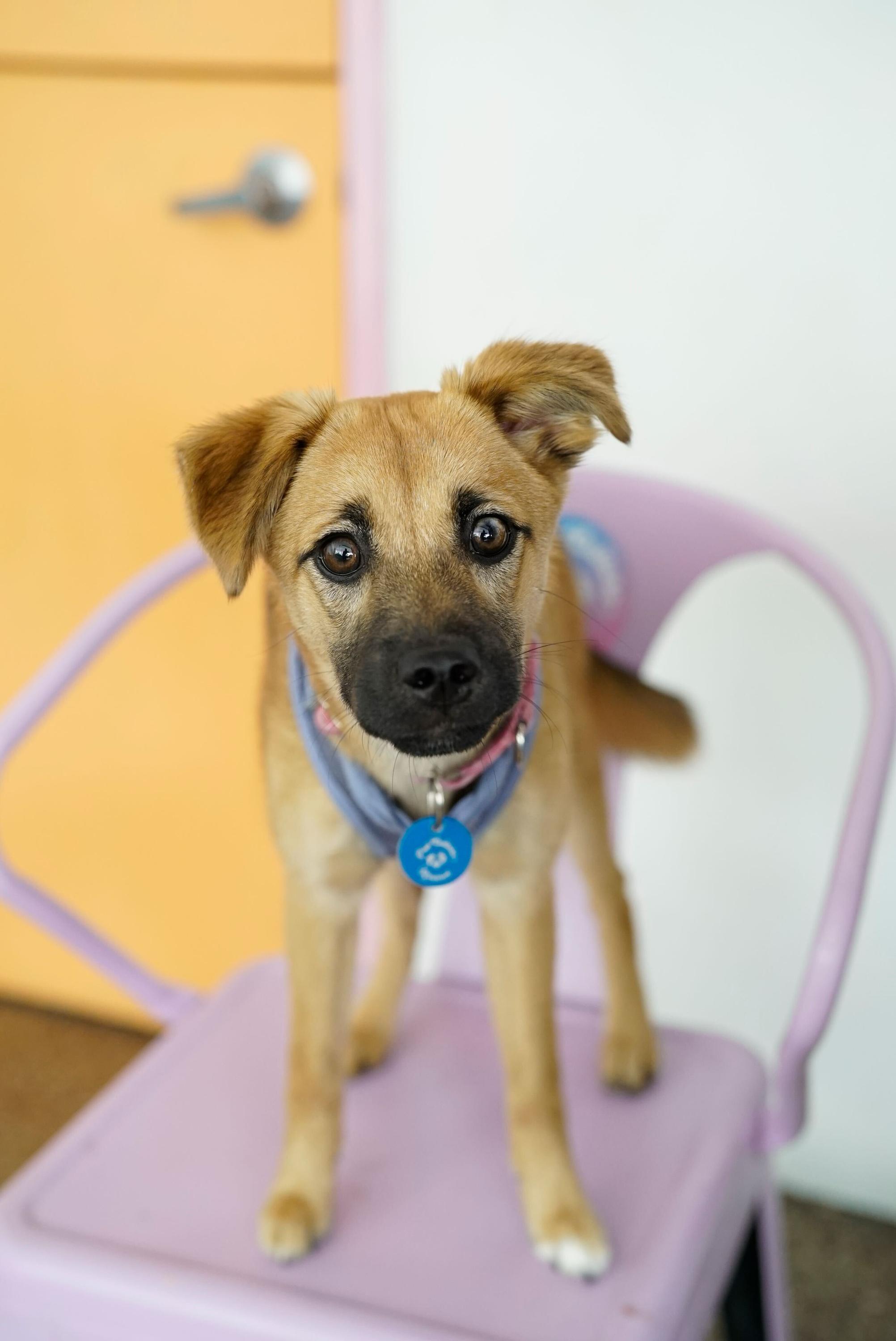 Enlarge Cortina, a Adoptable mixed breed in Pasadena, CA image 3/6