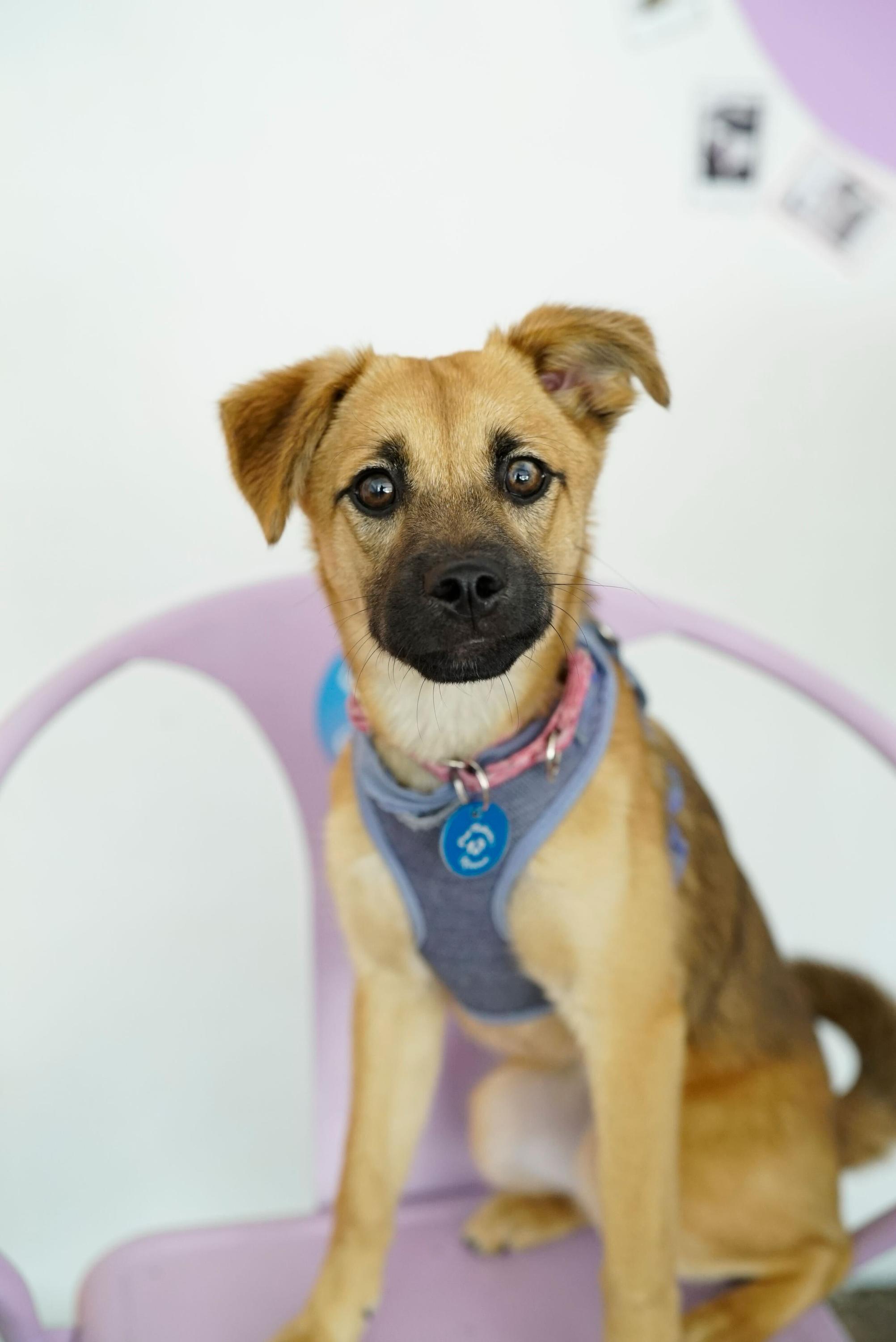 Cortina, Adoptable, Puppy Female Terrier & Husky.