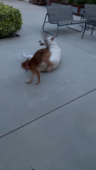 Enlarge Cortina, a Adoptable mixed breed in Pasadena, CA video 6/6