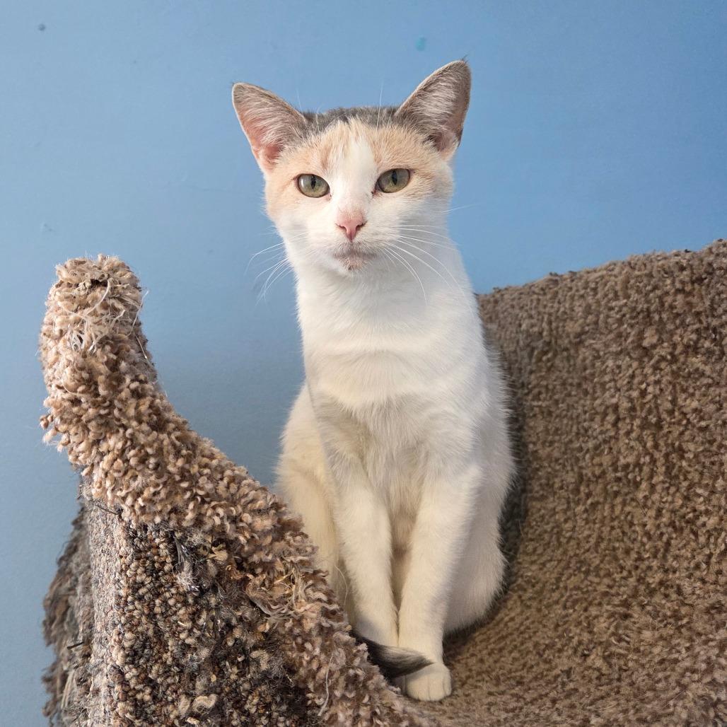 Enlarge Capellini, a Adoptable Domestic Short Hair in Pontiac, IL image 1/6