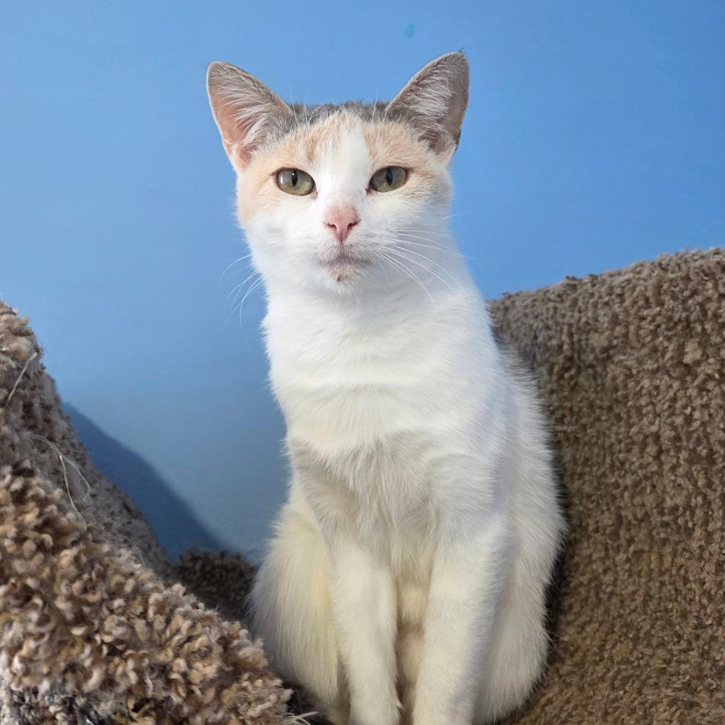 Enlarge Capellini, a Adoptable Domestic Short Hair in Pontiac, IL image 2/6