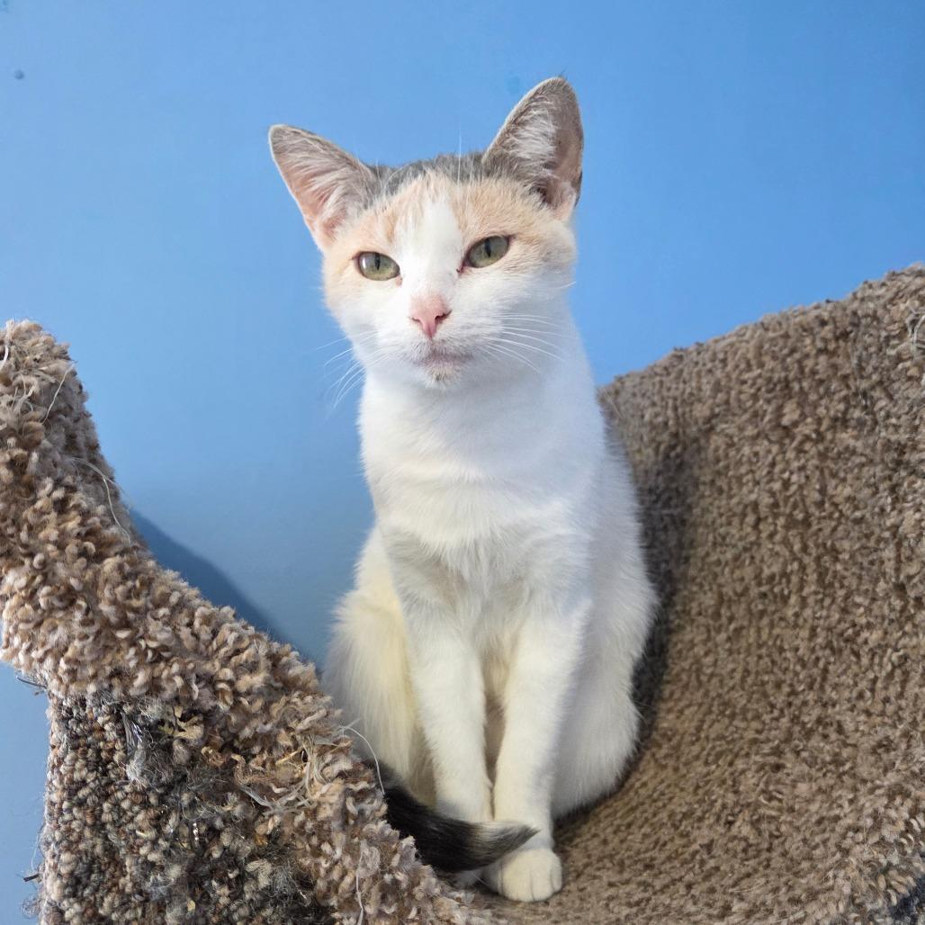 Enlarge Capellini, a Adoptable Domestic Short Hair in Pontiac, IL image 3/6