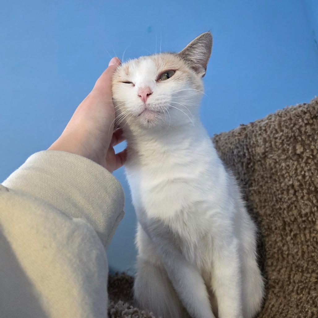 Enlarge Capellini, a Adoptable Domestic Short Hair in Pontiac, IL image 4/6