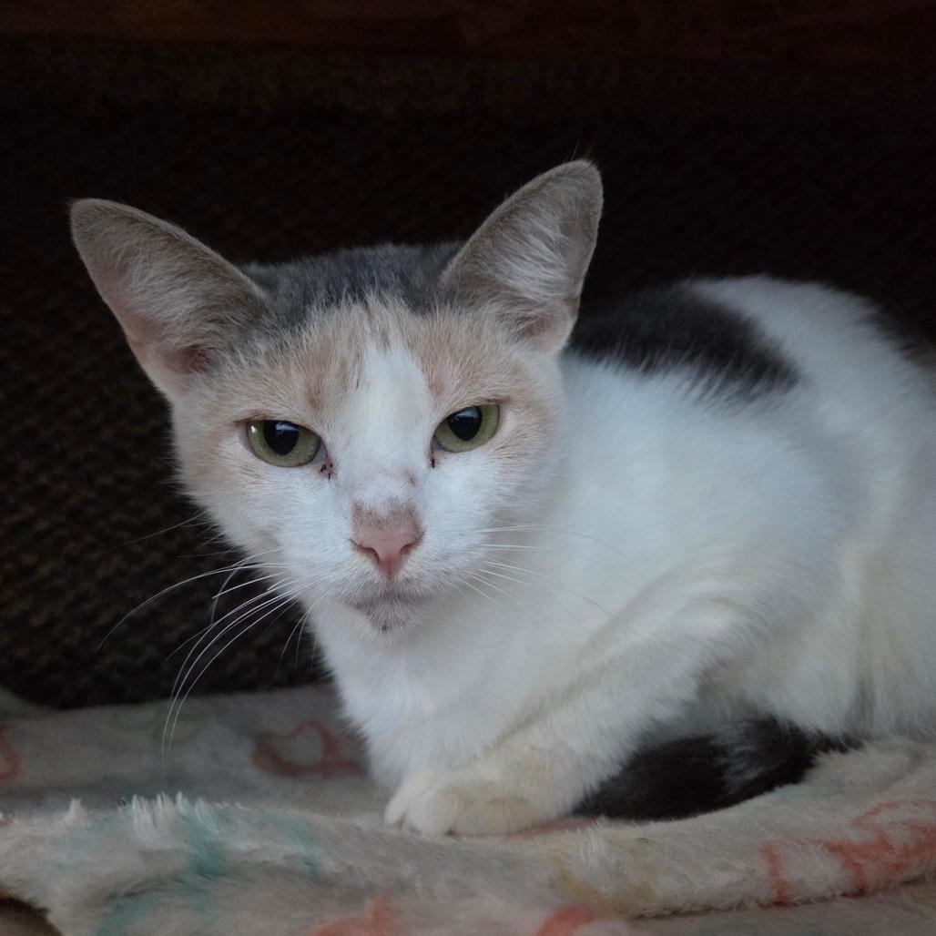 Enlarge Capellini, a Adoptable Domestic Short Hair in Pontiac, IL image 5/6