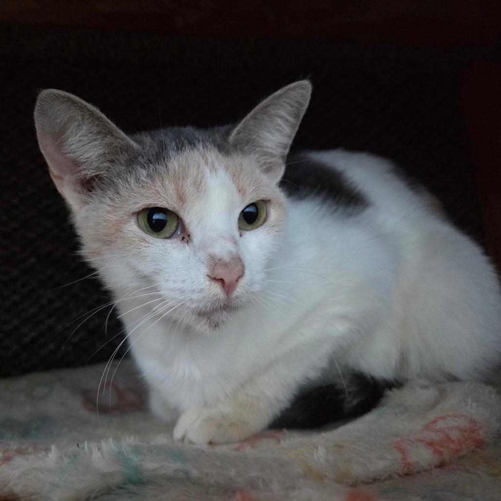 Enlarge Capellini, a Adoptable Domestic Short Hair in Pontiac, IL image 6/6