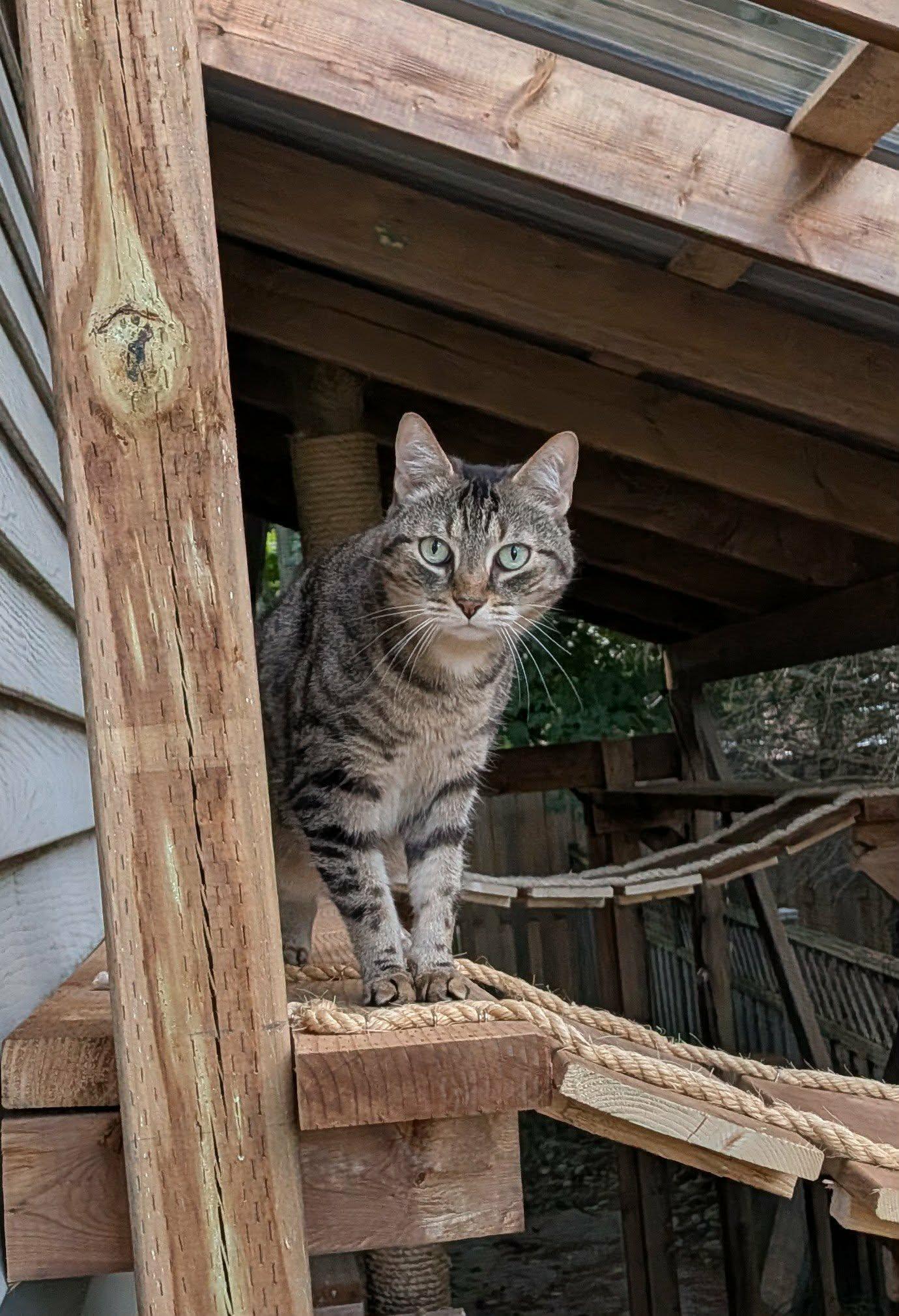Enlarge MOLLY 2 (bonded with BENDER), a Adoptable Domestic Short Hair in Tillsonburg, ON image 2/6