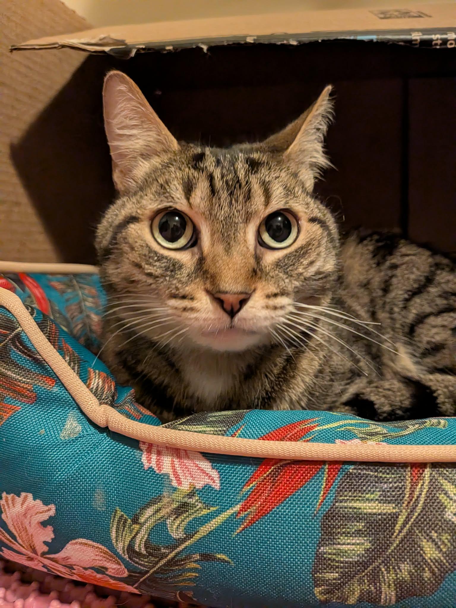 Enlarge MOLLY 2 (bonded with BENDER), a Adoptable Domestic Short Hair in Tillsonburg, ON image 3/6