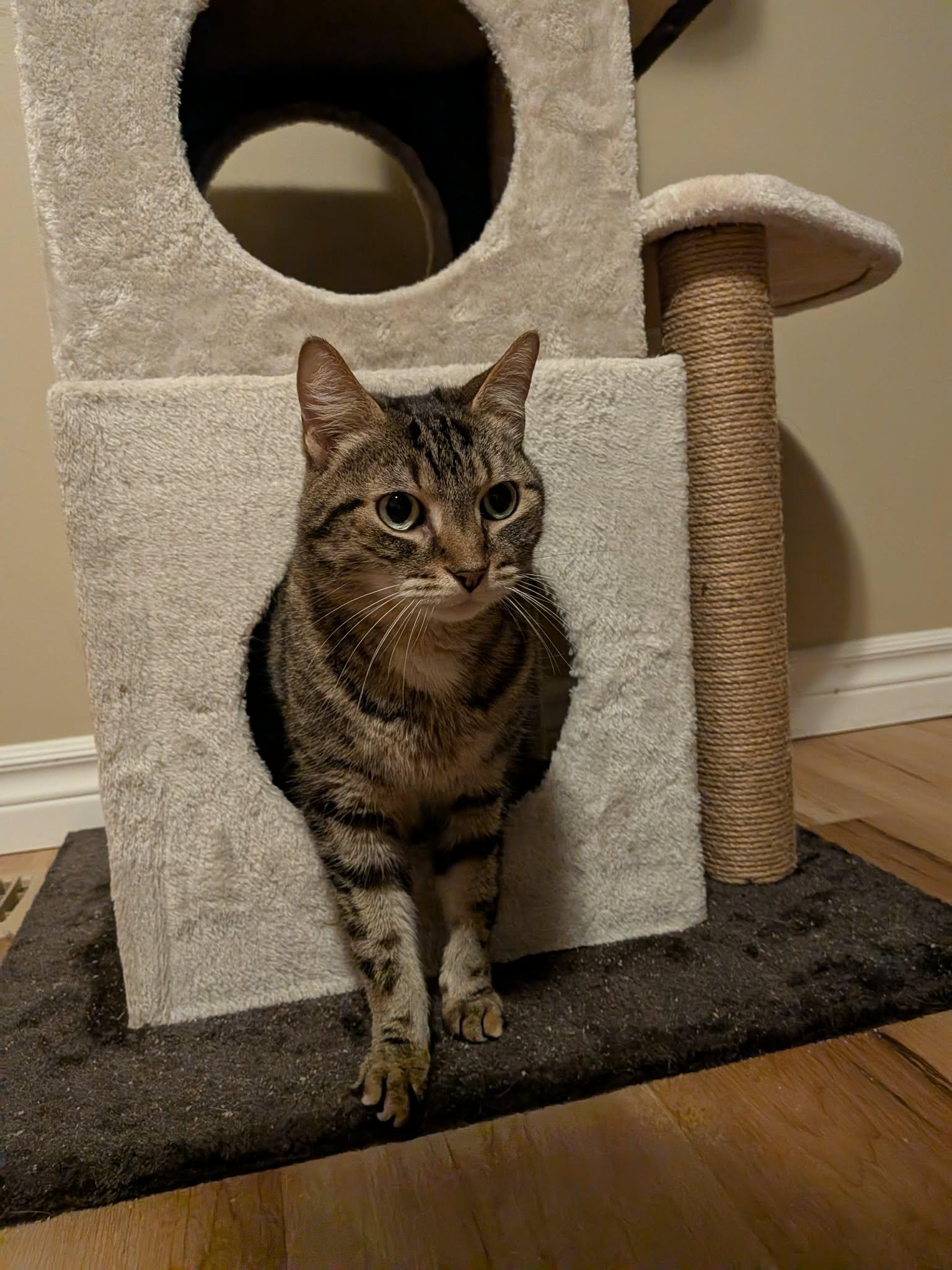 Enlarge MOLLY 2 (bonded with BENDER), a Adoptable Domestic Short Hair in Tillsonburg, ON image 6/6