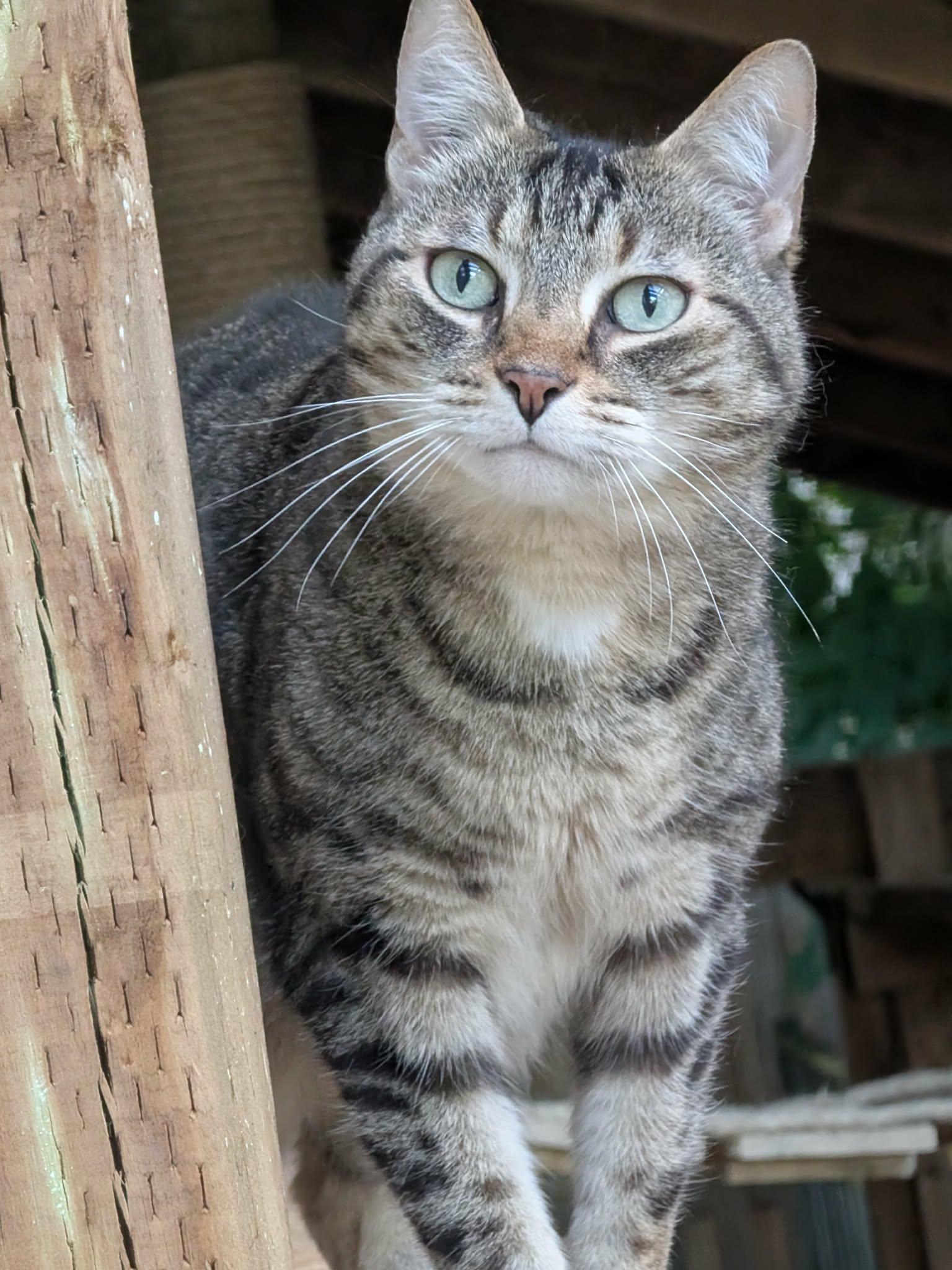 Enlarge MOLLY 2 (bonded with BENDER), a Adoptable Domestic Short Hair in Tillsonburg, ON image 1/6