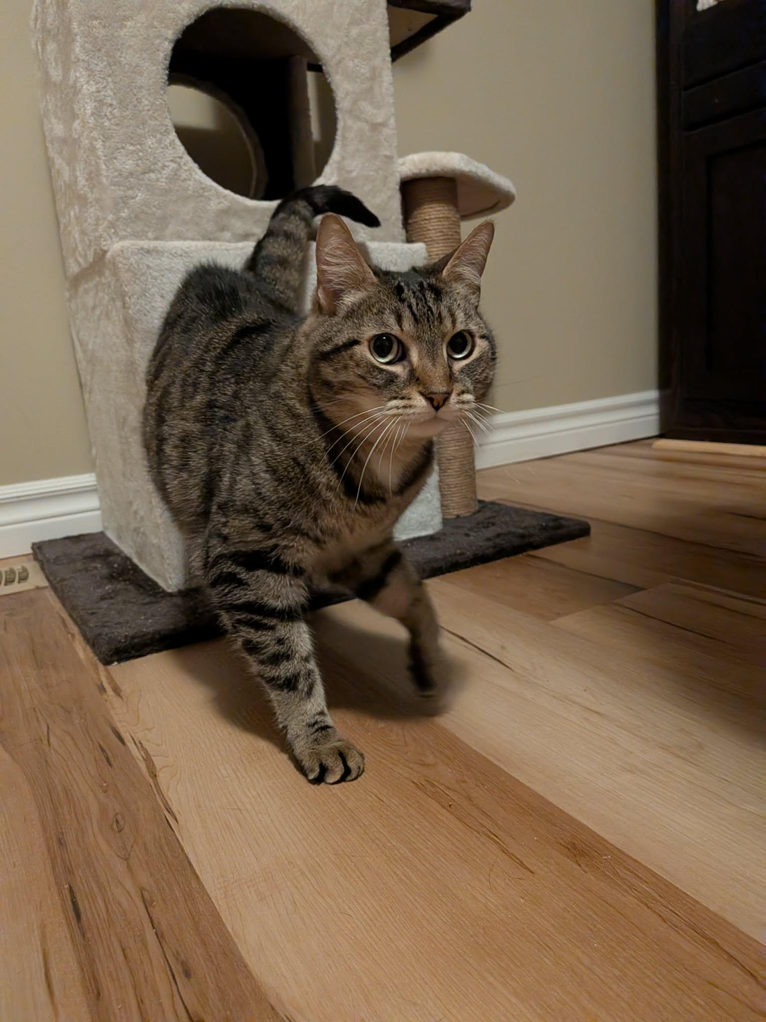Enlarge MOLLY 2 (bonded with BENDER), a Adoptable Domestic Short Hair in Tillsonburg, ON image 5/6