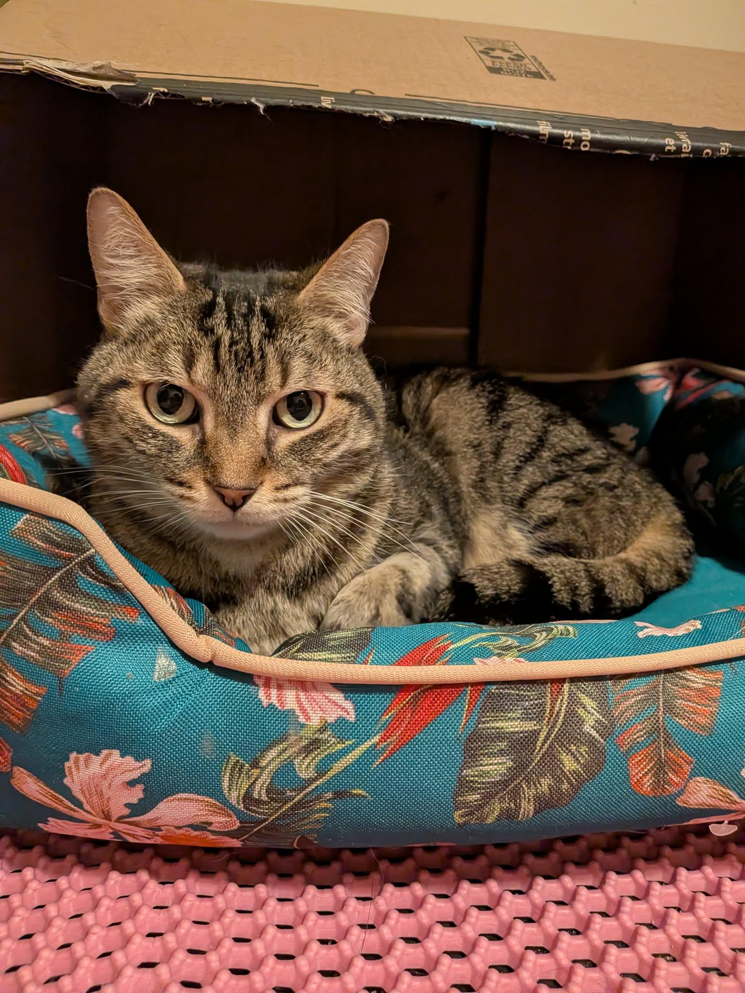 Enlarge MOLLY 2 (bonded with BENDER), a Adoptable Domestic Short Hair in Tillsonburg, ON image 4/6