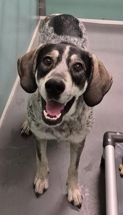 Enlarge Daisy, a ADOPTABLE mixed breed image 1/1