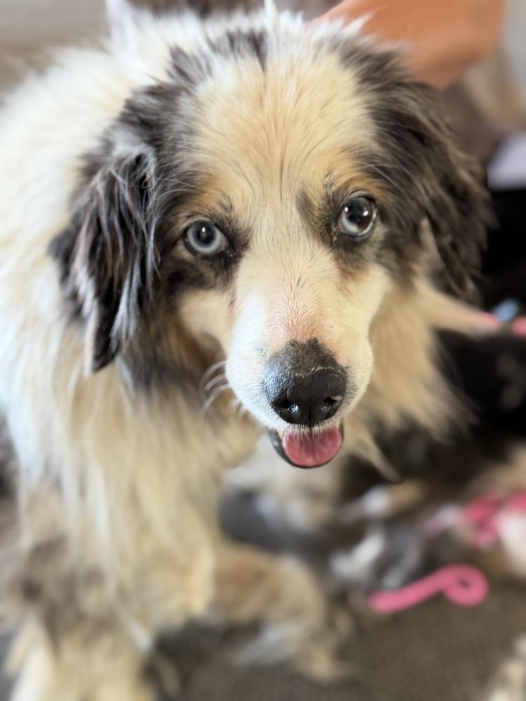 1161 Sterling NKA Madison, a Adoptable Australian Shepherd in Ringwood, IL image 1/5