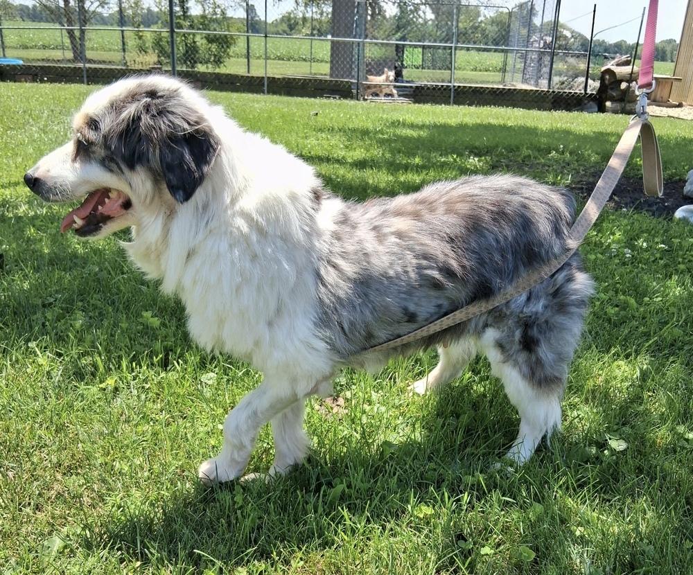 1161 Sterling NKA Madison, a Adoptable Australian Shepherd in Ringwood, IL image 2/5