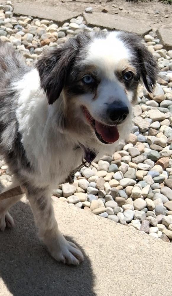 1161 Sterling NKA Madison, a Adoptable Australian Shepherd in Ringwood, IL image 3/5