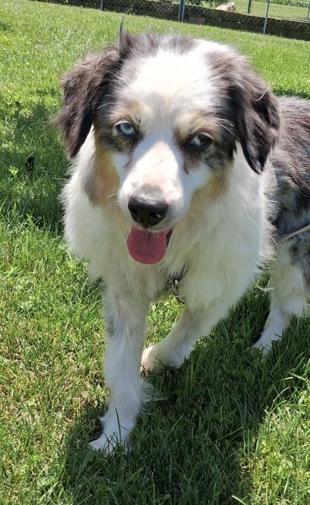 1161 Sterling NKA Madison, a Adoptable Australian Shepherd in Ringwood, IL image 4/5