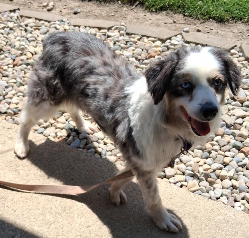 1161 Sterling NKA Madison, a Adoptable Australian Shepherd in Ringwood, IL image 5/5