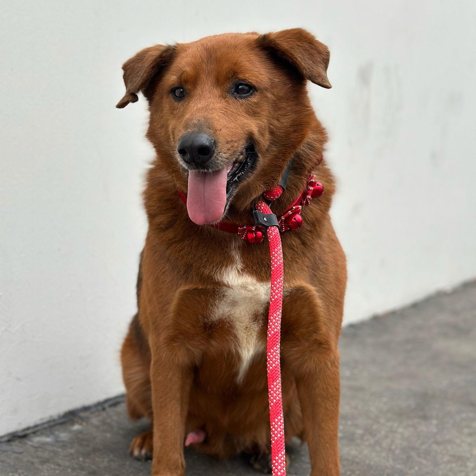 Enlarge Archie, a Adoptable mixed breed in Newport Beach, CA image 3/6