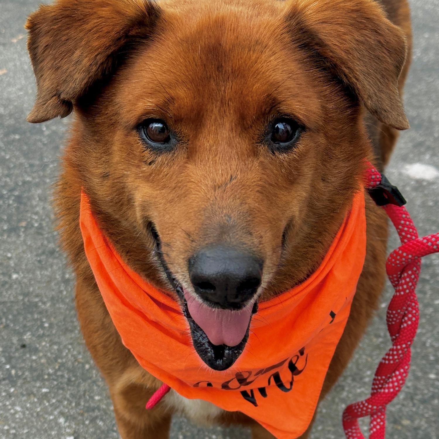 Enlarge Archie, a Adoptable mixed breed in Newport Beach, CA image 5/6