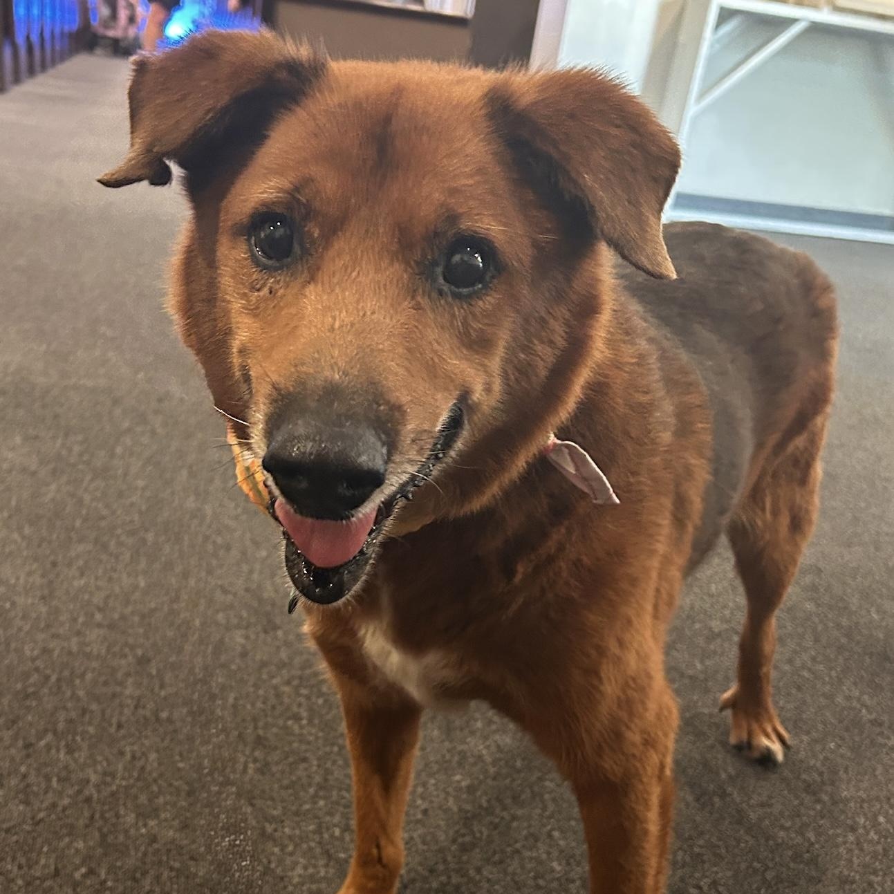 Archie, Adoptable, Senior Male Golden Retriever.