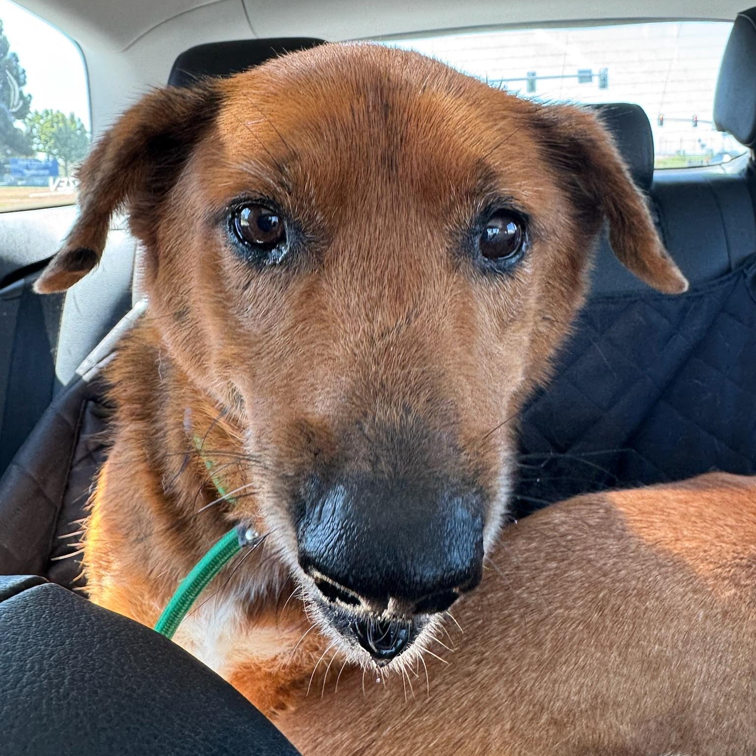 Enlarge Archie, a Adoptable mixed breed in Newport Beach, CA image 2/6
