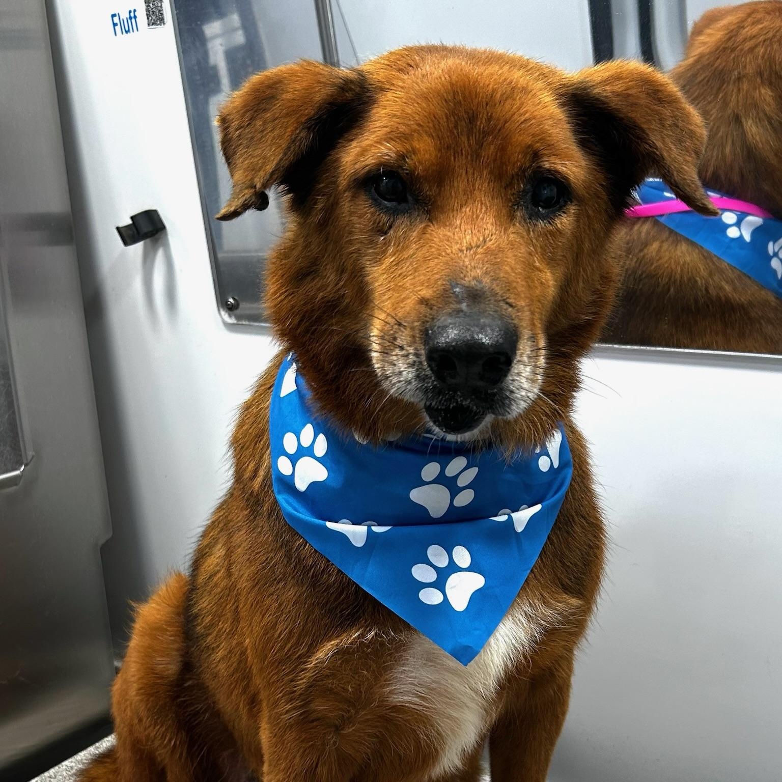 Enlarge Archie, a Adoptable mixed breed in Newport Beach, CA image 4/6