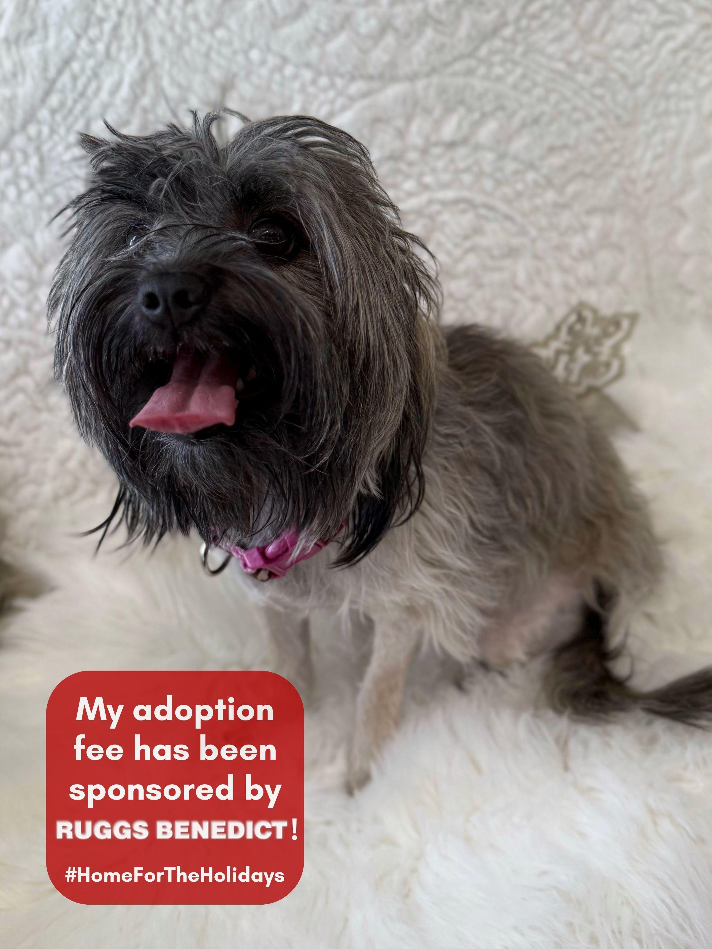 Diana, an adoptable mixed breed in Eagle, CO image 1/6